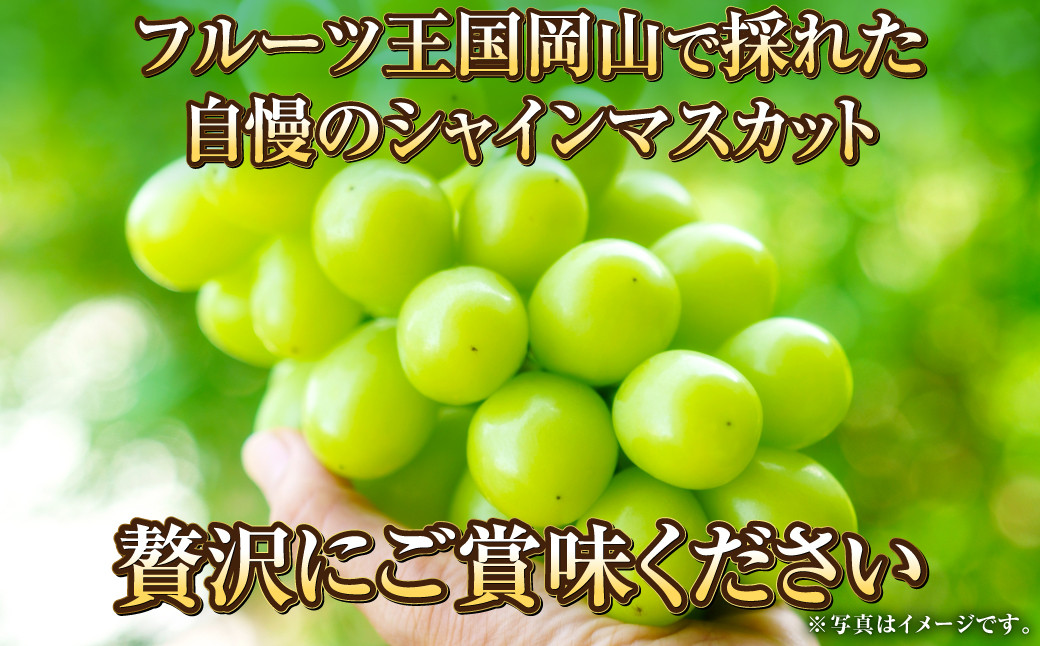 岡山県産 シャインマスカット 晴王 約800g（800g×1房） 【2024年8月下旬～11月下旬迄発送予定】