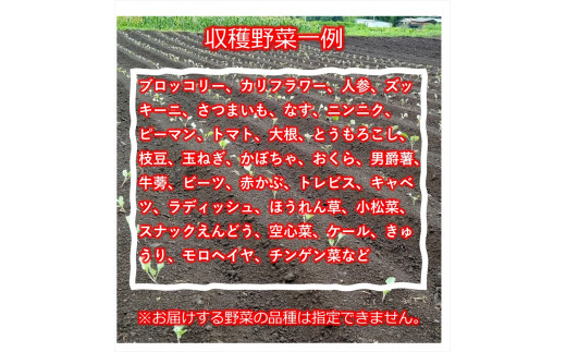 【5ヶ月定期便】旬の野菜7種『たくみのほほ笑みセット』（2025年7～12月出荷／北海道・九州・沖縄県・離島は配送不可） 旬彩 長野県 信州 おまかせ 高原  産地直送 季節 詰合せ 有機 栽培
