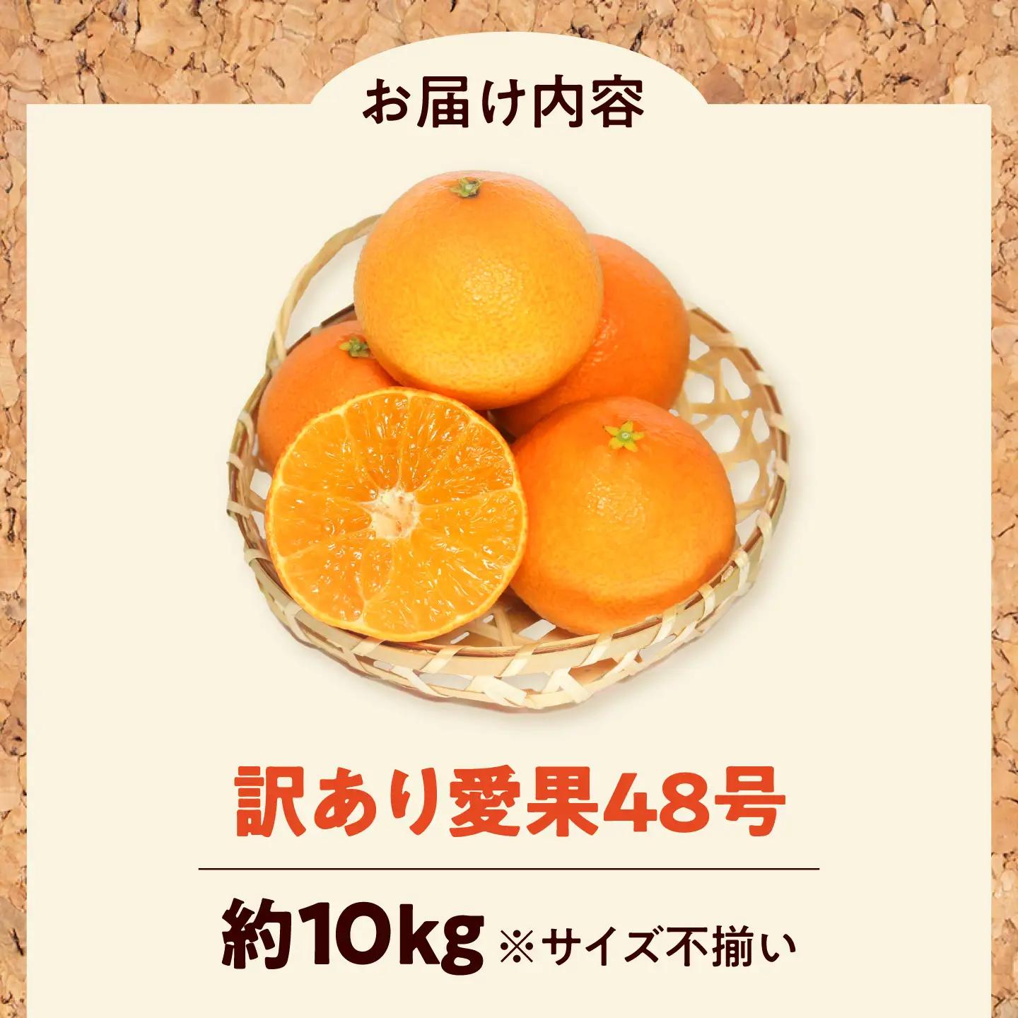 みかん 訳あり 愛果48号 約10kg サイズ不揃い【3月中旬から4月下旬まで順次発送】/ フルーツ 果物 蜜柑 ミカン オレンジ 訳あり 訳アリ 小玉 甘い 先行予約 10kg 愛媛 / 愛媛県砥部