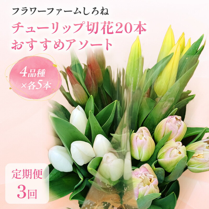 【ふるさと納税】【1・2・3月定期お届け計3回】フラワーファームしろねのチューリップ切花20本おすすめアソート 花 お花 はな チューリップ 春 切り花 インテリア 新潟　お届け：2026年1月～2026年3月中旬