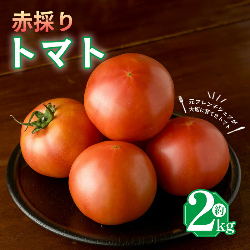 【ふるさと納税】 トマト 2kg 麗月トマト 赤採れ 完熟 大玉 甘い 酸味 バランス 野菜 とまと 産地直送 数量限定 新鮮 国産 フルーツトマト サラダ 加工用 ジュース用 健康 美味しい 人気 おすすめ ギフト 贈答 朝採れ 家庭用 贅沢 フレッシュ 愛媛県 松山市 moto farm