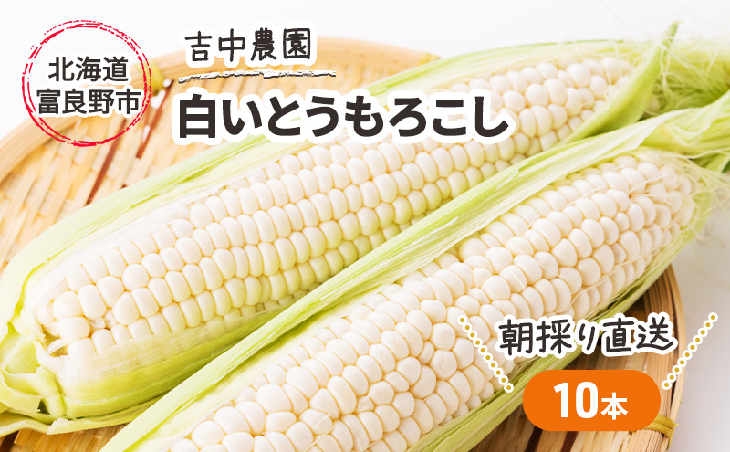 【2025年7月～発送】北海道 富良野産 朝穫り 白い とうもろこし 10本入り (吉中農園) とうもろこし とうきび コーン 野菜 新鮮 甘い ジューシー 贈り物 ギフト 道産 直送 ふらの