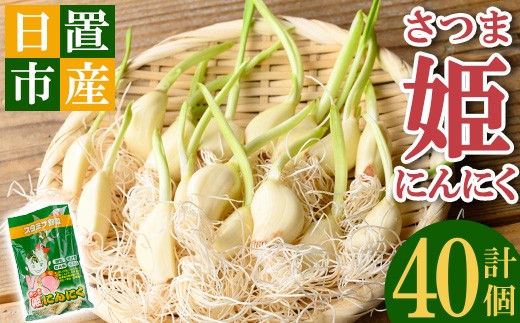 
                  No.1374 鹿児島県産 さつま姫にんにく(20個×2袋・計40個) 国産 九州産 鹿児島 にんにく ひげにんにく ニンニク 調味料 【新川園芸】
                