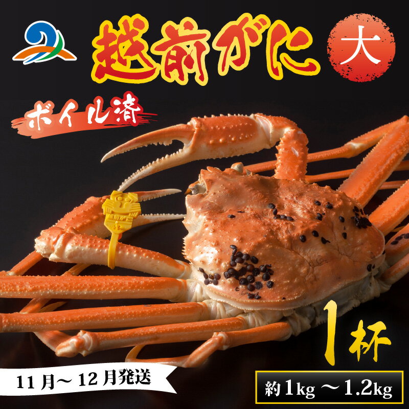 【ふるさと納税】【先行予約】越前港より直送！ 越前がに 大 (約1kg～1.2kg) 1杯※発送前に在宅確認の電話連絡をいたします!【11月～12月発送予定】 / 雄 ズワイガニ ずわいがに 越前ガニ ボイル 冷蔵 ご自宅用 カニ しゃぶしゃぶ 海鮮 鍋 かに 国産 南越前町 送料無料