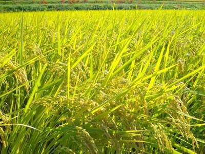 自然栽培米 にこまる 玄米 定期便 8kg×6回