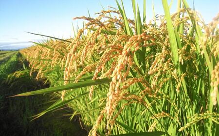 CRAFT ぶどう　糀あまざけ　10缶