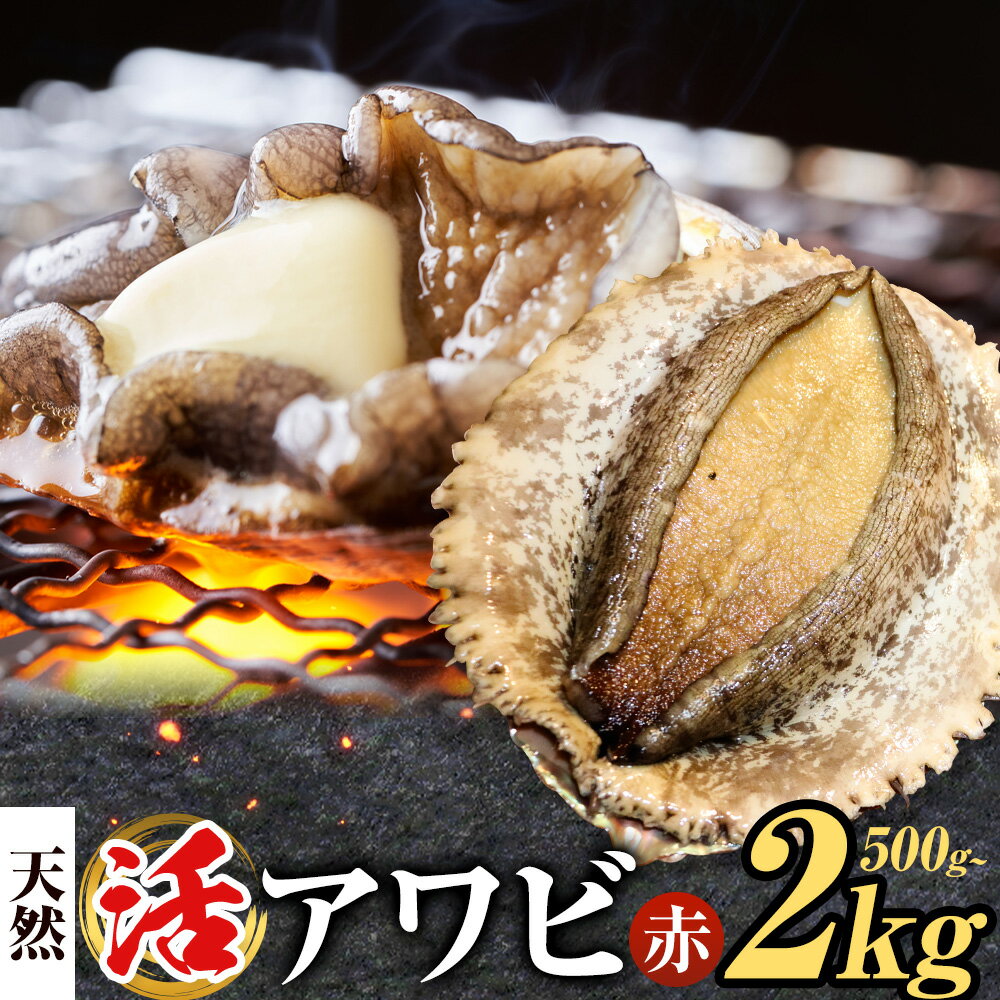 【ふるさと納税】【数量限定】天然『活』アワビ (赤) 500g 1kg 2kg ( 2個 ～ 10個 )《7月中旬-9月上旬頃出荷》【配送不可地域：離島・北海道・沖縄県・東北・中国・四国・九州】 千葉県 勝浦市 海産物 鮑 あわび 刺身