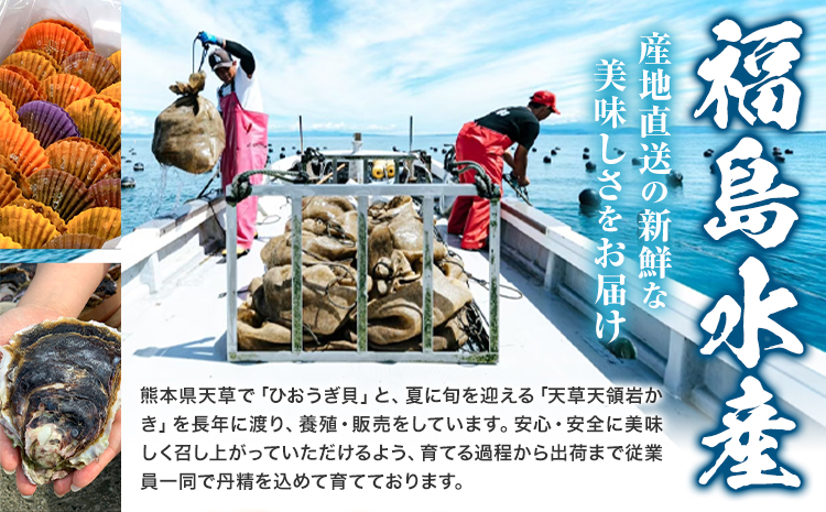 天領岩牡蠣 約5kg 福島水産《4月上旬-6月末頃出荷》熊本県 苓北町 牡蠣 かき カキ 岩カキ 岩ガキ 貝 BIG ビッグ 生食 バーベキュー 夏天草 天領 苓北 熊本 旬 シーズン 送料無料【配送