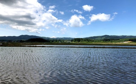 羽後町産 あきたこまち 無洗米「お米の贈り物」300g（2合）