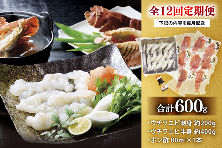 うちわえび エビ 海老 刺身 しゃぶしゃぶ 海鮮 12回 定期便 ウチワエビ刺身 約200g・ウチワエビ半身 約400g セット 総計7.2kg [ひばり 長崎県 平戸市 hr42bgy420029]