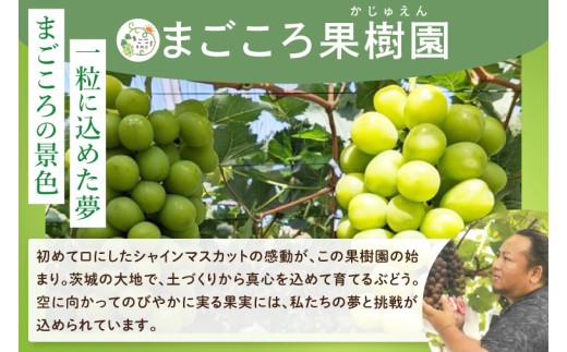 【2026年9月中旬より順次発送】令和7年度 茨城県生産力向上共励会 特別賞受賞！糖度約20～22度！美味しさにこだわったシャインマスカット（約900g）1～2房 化学肥料不使用 農家直送【葡萄 ぶど