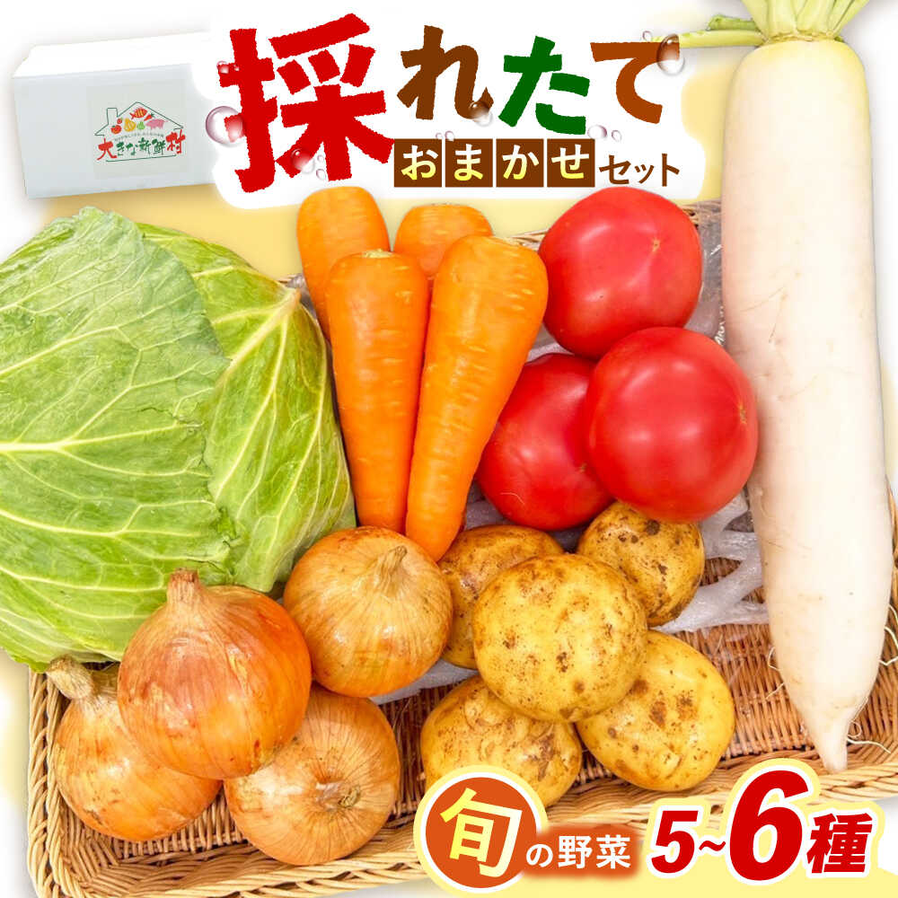【ふるさと納税】採れたてお野菜おまかせセット（5〜6種）/ 野菜 やさい 野菜セット 野菜詰め合わせ 詰め合わせ セット / 大村市 / かとりストアー[ACAN104]