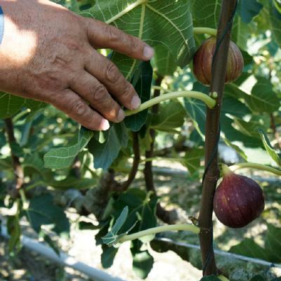 ふるさと納税 淡路市 淡路島のイチジク桝井ドーフィン【発送時期2024年8月中旬〜下旬・お届け日指定不可】　ah11803 |  | 01