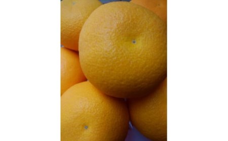 M72-0024_【先行予約】【配送不可地域:北海道・沖縄県・離島】完熟ハッサク 約3.7kg 上品 甘さ 酸味 風味 完熟 収穫 低温貯蔵 うまみ 歯ごたえ 熟成 創業100年 老舗 果実専門店 選