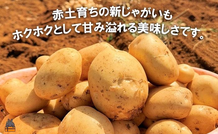 《2026年春お届け！》福祉作業所の仕事にもつながる！徳之島の“新”じゃがいも（3kg）( バレイショ 野菜 旬 春 徳之島 奄美 鹿児島 肉じゃが カレー じゃがバター 美味しい 人気 オススメ 福