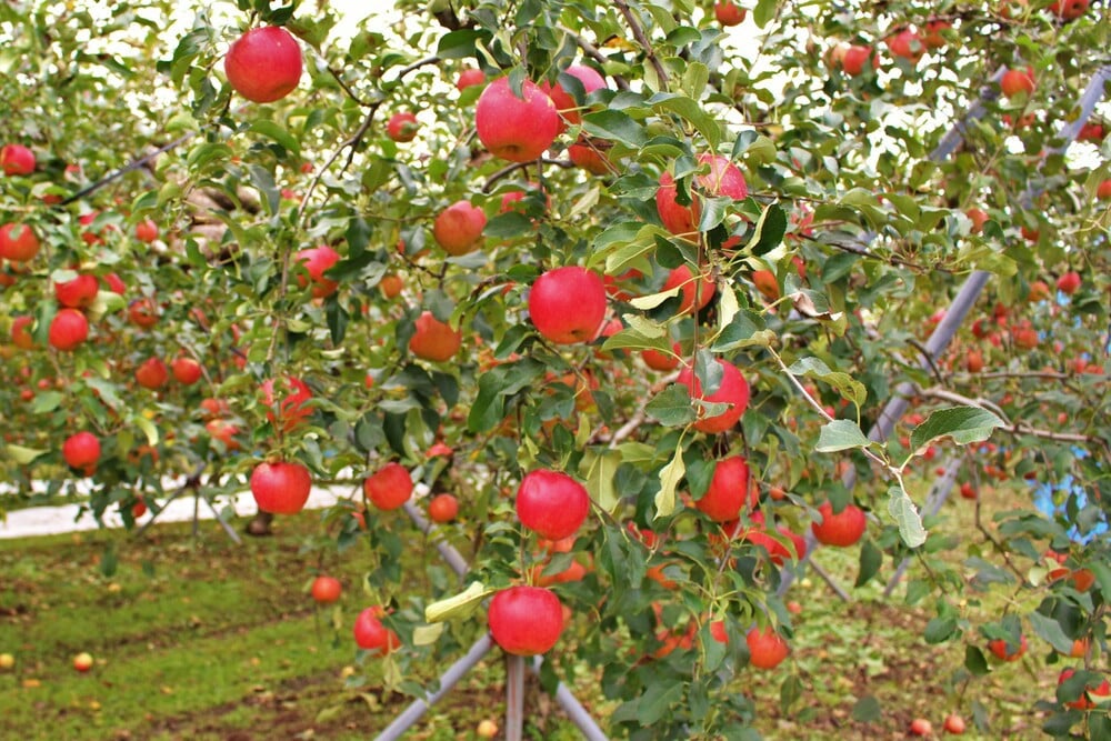 島根でリンゴができるの？とお思いでしょうが、朝晩の寒暖差が激しく、美味しいリンゴができる環境がそろっています。