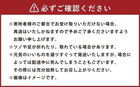 伊勢海老 1kg以上 伊勢エビ イセエビ 海鮮 魚介 冷蔵 愛媛県【2025年9月上旬～2026年1月下旬発送予定】 （846）
