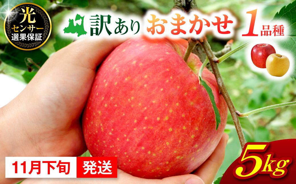 【2026年11月下旬発送】  【訳あり】 旬の美味しい りんご 約5kg 青森 産 【おまかせ1品種】