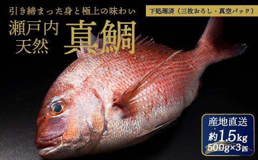 
            瀬戸内産 天然真鯛 約1.5kg（500g×3匹/）【12月〜発送/調理が楽ちん！三枚おろし・真空パックでお届け！】鯛 天然鯛 真鯛 天然 鮮魚 下処理済 三枚おろし 瀬戸内 広島県 三原市　154002
          