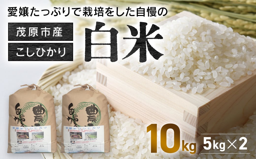 
【令和6年産】　茂原市産こしひかり白米5kg×2袋 ふるさと納税 コシヒカリ 米 精米 白米 こめ 千葉県 茂原市 MBAO010
