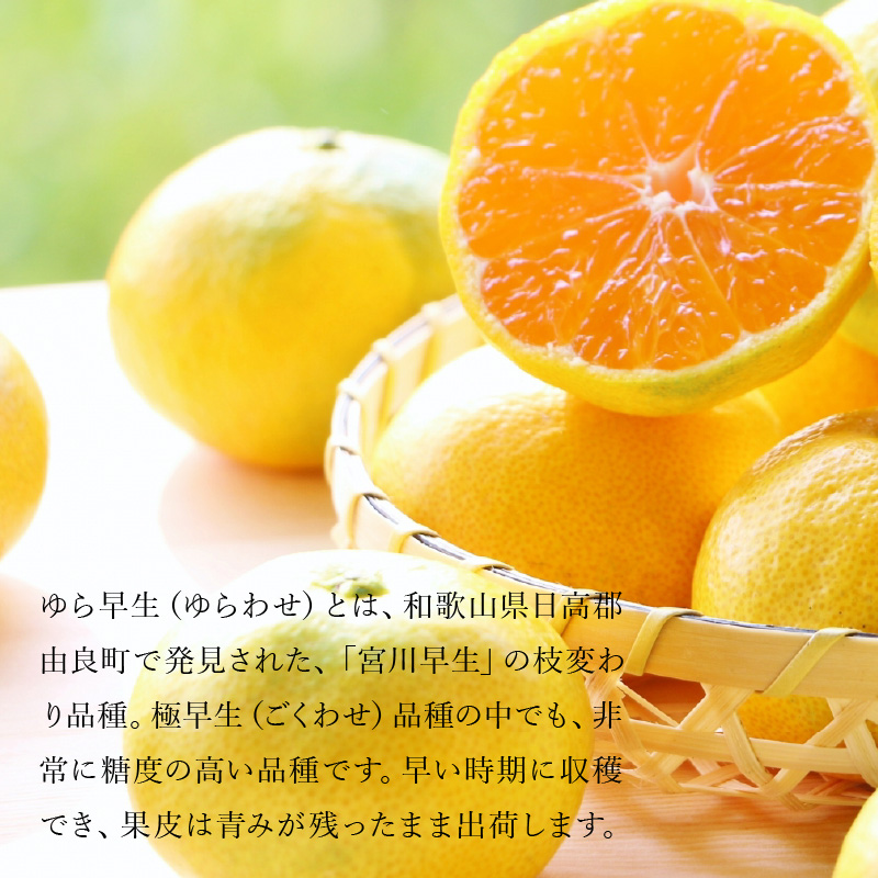 【ふるさと納税】【配送不可地域：北海道・沖縄県・離島】三豊市産　極上【ゆら早生みかん　約5ｋｇ】S〜Mサイズ  秋 旬