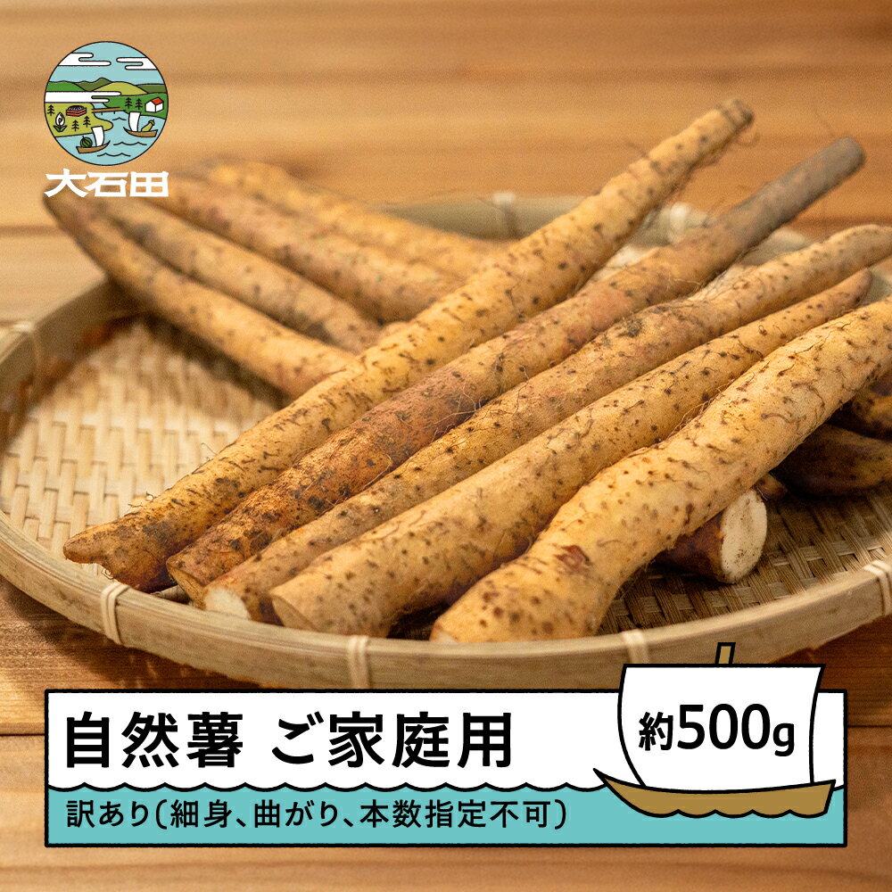 【ふるさと納税】 自然薯 雪国育ちの自然薯 ご家庭用 約500g 山形県産 oz-ziwxx500