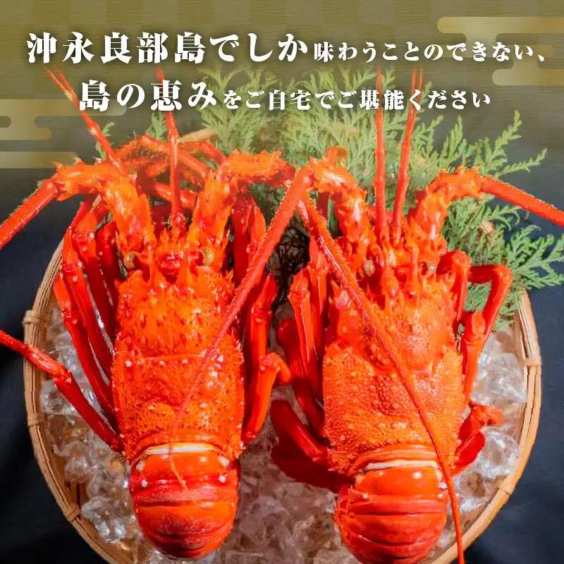 沖永良部島 直送 ！ 素潜り漁師 オススメ の ボイル済み 冷凍 伊勢海老 約 500g （ 1 ～ 2匹 ）！ W030-017 海鮮 エビ