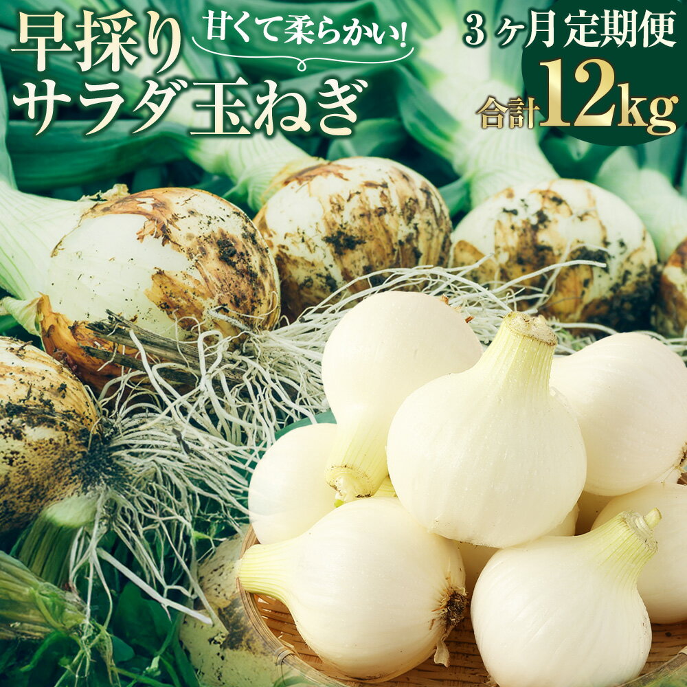 【ふるさと納税】【3回定期便】【2026年2月上旬より順次発送開始】【シーズン期間に3回お届け(発送時期：2026年2月・3月・4月)】熊本県 水俣市産 早採りサラダ玉ねぎ(優品・サイズ混合) ※2月は葉付きの玉ねぎkgを3月及び4月は玉ねぎを5kgずつお届けします。 送料無料