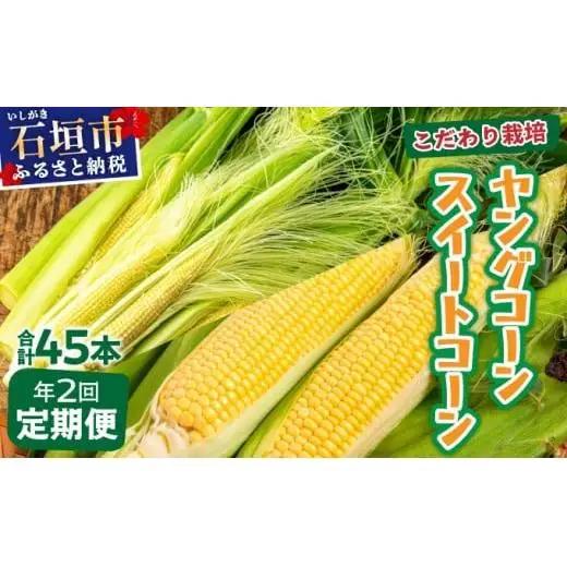 【先行予約2027年1月-5月配送】1番遅くて1番早い⁉ プレミアムヤングコーンとスイートコーンのよくばり定期便！！朝採れを皮付きのままお届け！！