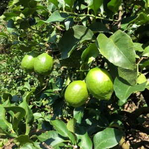 グリーン レモン 檸檬 2.5kg フルーツ 果物 くだもの 贈答 ギフト ビタミンC クエン酸 疲労 回復 ストレス 解消 免疫力 向上 大容量 国産 産直 皮ごと 丸ごと 愛媛 愛南