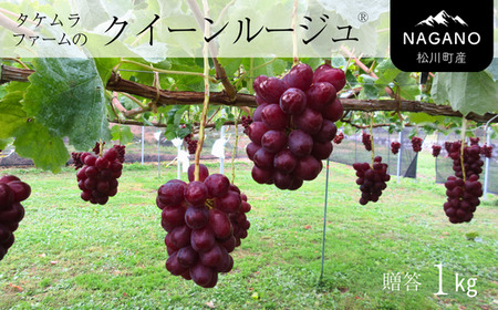 TK13-26A 【先行予約】ぶどう クイーンルージュ® 約1kg ／2026年9月下旬～10月頃 配送予定 // 長野県 南信州 葡萄 ぶどう 新鮮 種なし 希少 甘い ルージュ クインルージュ