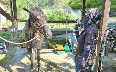 乗馬体験券（ふれあい、30分程度の乗馬）1名分 チケット 馬 岐阜 恵那市 / ベルの家[AUCN001]