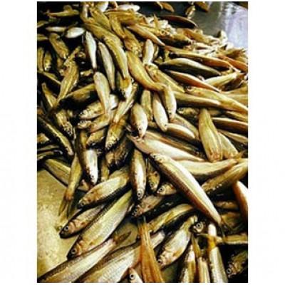 ふるさと納税 近江八幡市 【琵琶湖に感謝!鮮・技・美味!　琵琶湖産　天然本もろこ使用】酢もろこ(本もろこ酢漬) |  | 01