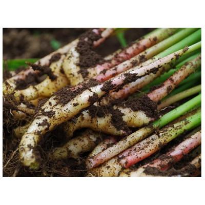 ふるさと納税 行方市 爽やかな辛味　生で食べられる「葉しょうが」4kg |  | 01