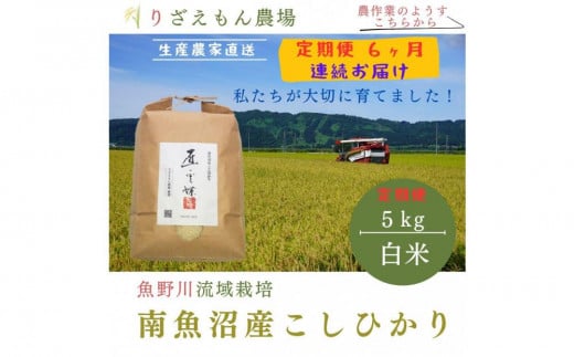 《新米》【定期便６回×５kg≪合計３０kg≫】令和６年産　南魚沼産コシヒカリ　白米 5kg　＼生産農家直送／