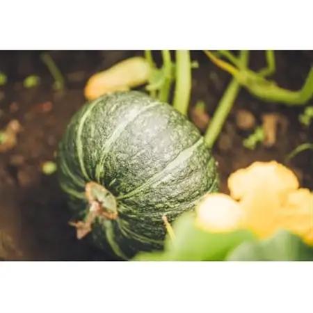 北海道帯広市産　かぼちゃ「きみまろん」5kg　糖度15～19度【1608373】