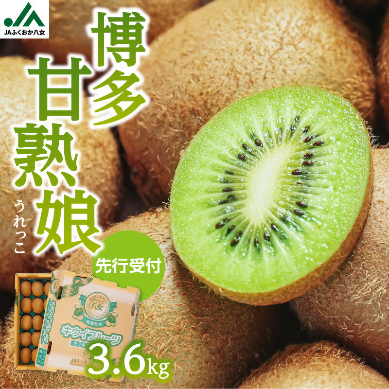 【ふるさと納税】【先行予約 2026年12月発送開始】博多甘熟娘（うれっこ）キウイ約3.6kg｜JAふくおか八女 キウイフルーツ 福岡 高糖度 先行予約 グリーンキウイ ヘイワード種 期間限定 数量限定 デザート