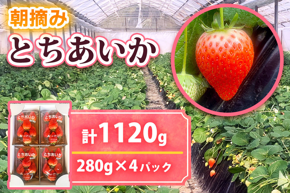 
             [12月中旬より順次発送予定] 朝摘みとちあいか 1120g (280g×4パック)｜いちご イチゴ 苺 フルーツ 果物 産地直送 矢板市産 栃木県産 先行予約 
          