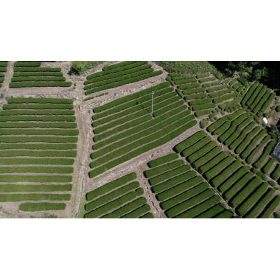 ふるさと納税 白川町 発酵和茶Trinitea 二番茶リーフタイプ 50g |  | 02