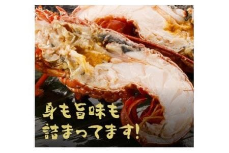 伊勢海老1.5kg（2～5尾）　【魚介類 えび 伊勢えび イセエビ 伊勢海老】