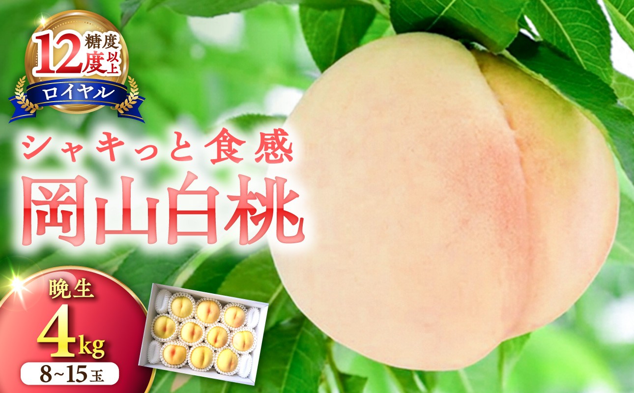 
                  岡山県産 白桃（晩生種） 最高ランク！「ロイヤル」約4kg（ 8～15玉）【 白桃ロイヤル フルーツ 果物 くだもの もも 桃 モモ 岡山県産2027年 令和9年 先行受付 先行予約】
                