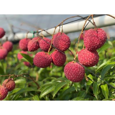 ふるさと納税 宮崎市 宮崎完熟ライチ化粧箱PREMIUMギフト |  | 01