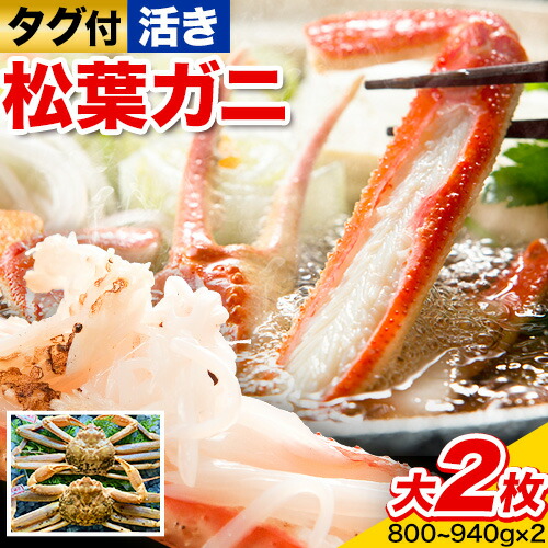 【活き】タグ付き松葉ガニ 大2枚入り(1枚あたり800～940g) 高間商店《2026年11月中旬-2027年3月下旬頃出荷》鳥取県 八頭町 送料無料 カニ 蟹 松葉ガニ タグ付き ブランド