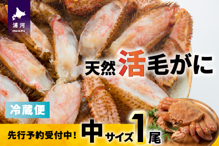 【今が旬！】漁協の活毛がに 中サイズ１尾※日付指定対応不可※[02-1421]