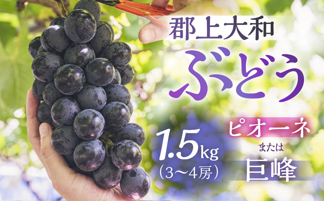 
            郡上大和のぶどう 令和7年産 先行予約 令和8年産【9月上旬～10月下旬発送】ブドウ ぶどう ピオーネ 巨峰 品種お任せ/ 食品 フルーツ 果物 ぶどう 葡萄 ブドウ
          