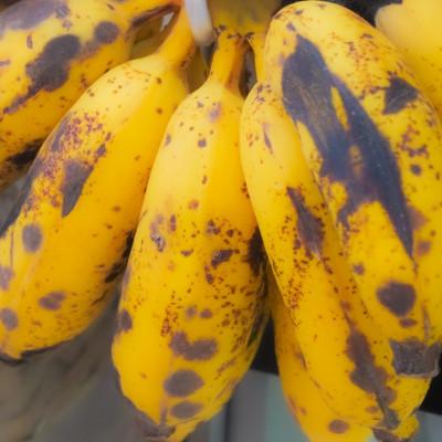 ふるさと納税 中城村 JAおきなわが厳選した季節の沖縄県産バナナ 2kg(旬の品種おまかせ) |  | 01