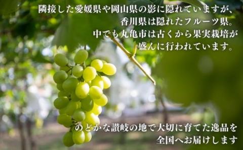 地元民が内緒にしたい！丸亀のシャインマスカット約２kg（JA香川県）