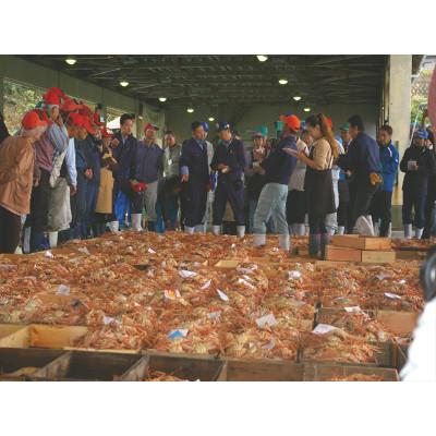 ふるさと納税 京丹後市 美味!驚きの旨さ!茹でセコガニ(訳あり) 中サイズ5匹入(茹で上がり後1匹175g以上) |  | 03