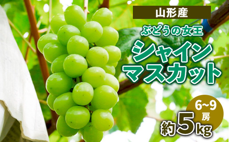 山形産ぶどうの女王 シャインマスカット 約5kg (6～9房） 【令和7年産先行予約】FS23-716 くだもの 果物 フルーツ 山形 山形県 山形市 2025年産