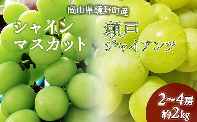 
            【数量限定】鏡野町産 瀬戸ジャイアンツ＆シャインマスカットセット 2kg（2～4房）
          